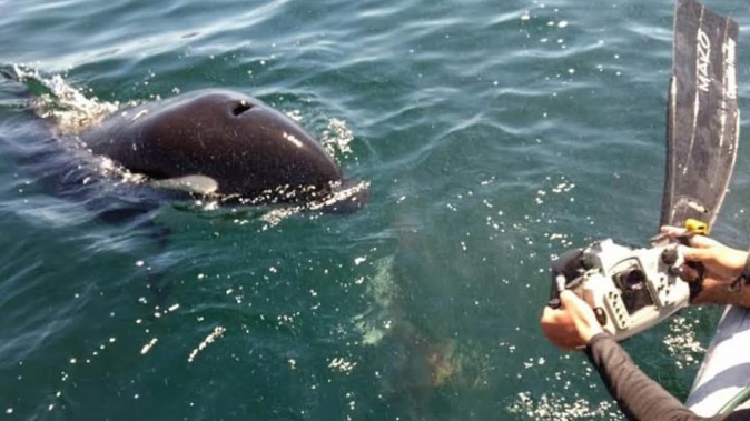 Northland orca expert Ingrid Visser has co-authored a special study about orcas sharing food with humans. Photo / NZME