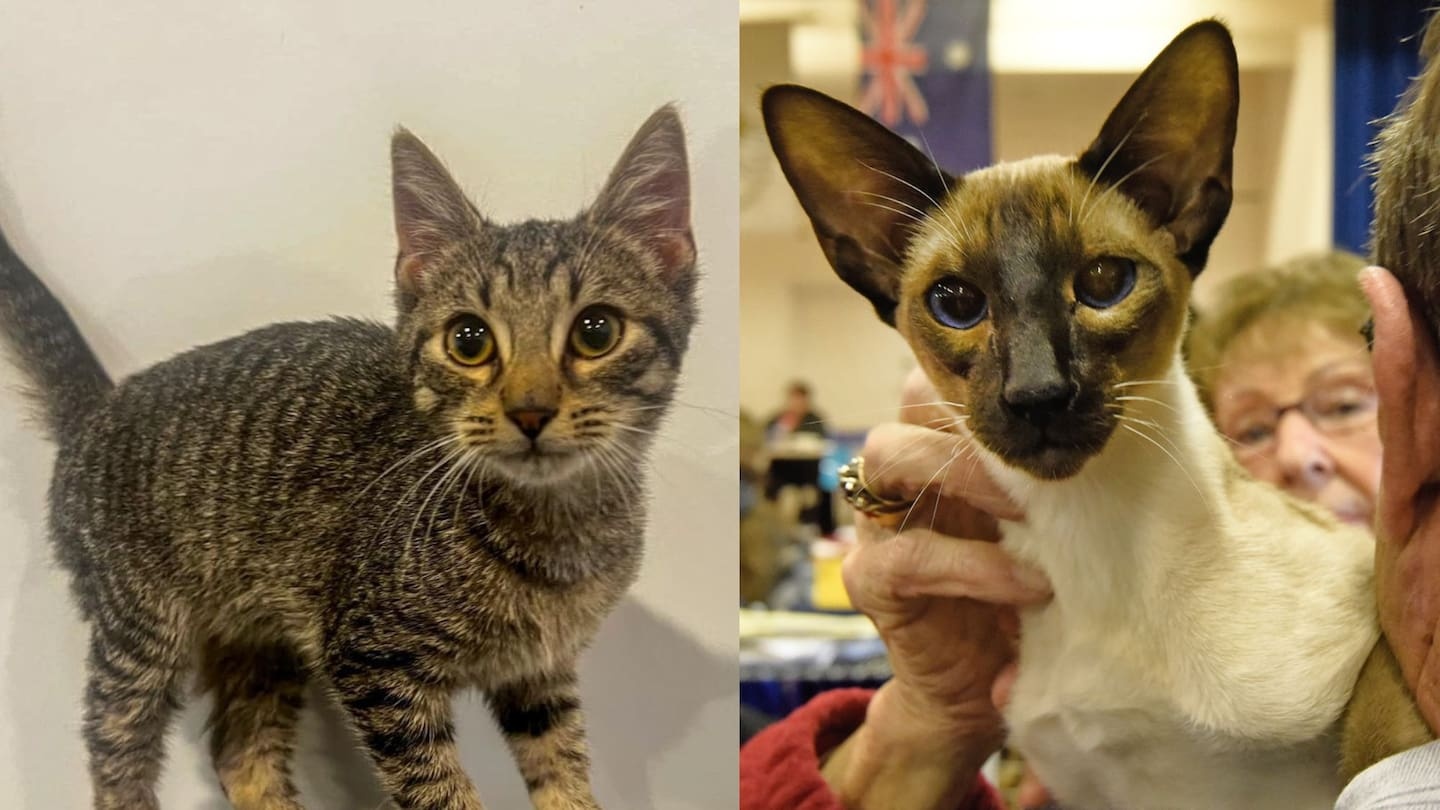 Have you bought a ‘purebred’ cat online? It could be an expensive fake
