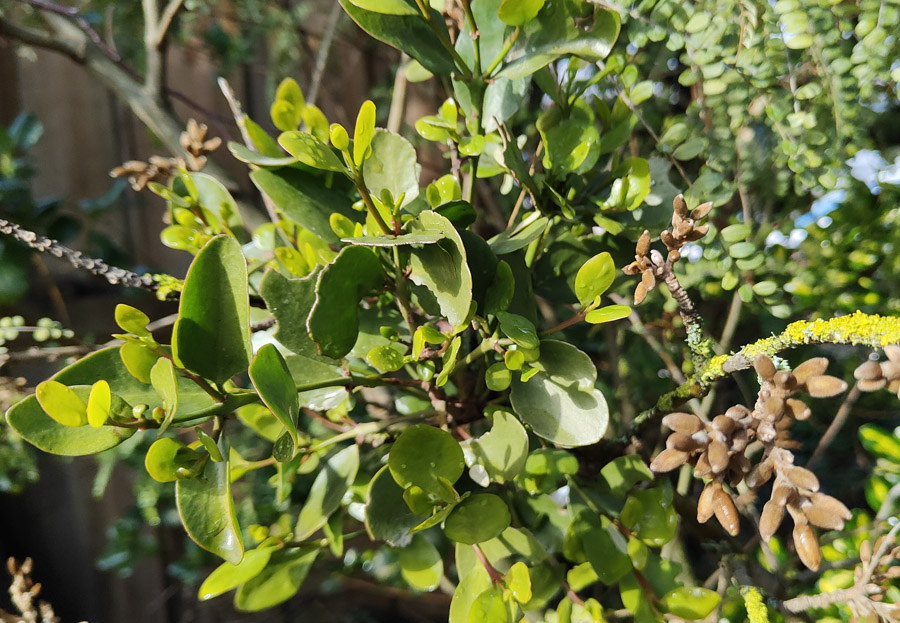 Iliostylus Micranthus on Kowhai. Photo / Supplied
