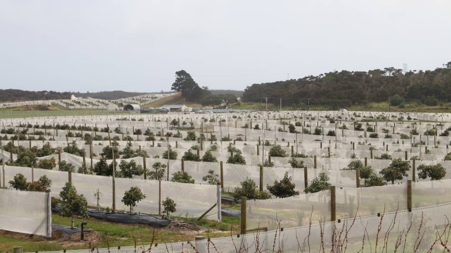 Mapua Orchards was found guilty of failing to protect the safety of a young trainee at work. Photo / Peter Jackson