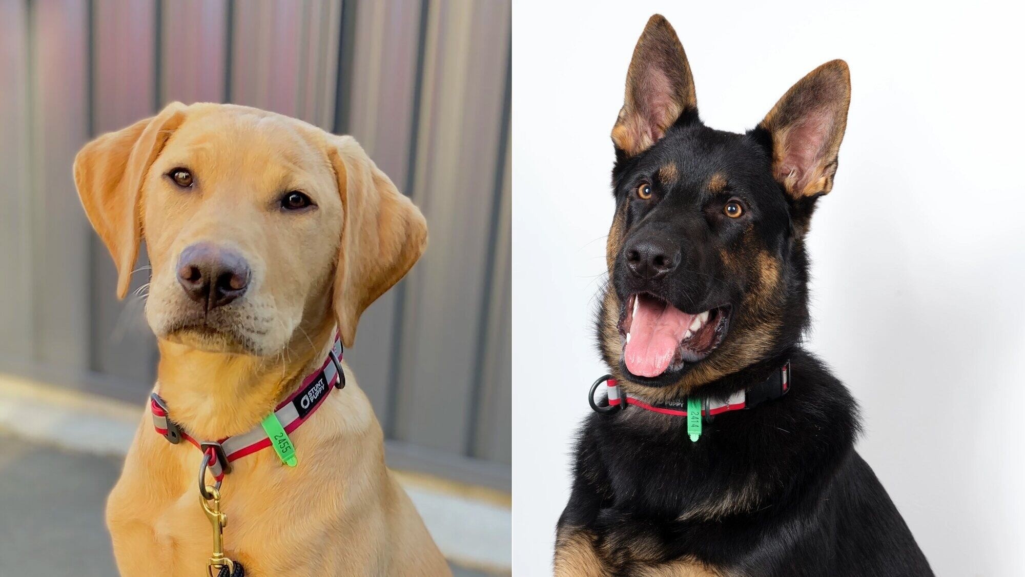 Hogan (left) and Hunter (right) strive to identify ovarian cancers earlier than traditional tests so lives can be saved.