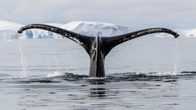 Scientists have sounded alarm over “cascades” of recent extreme events in Antarctica – raising an urgent need to understand how climate change is affecting the frozen continent. Photo / Jocelyn Pride