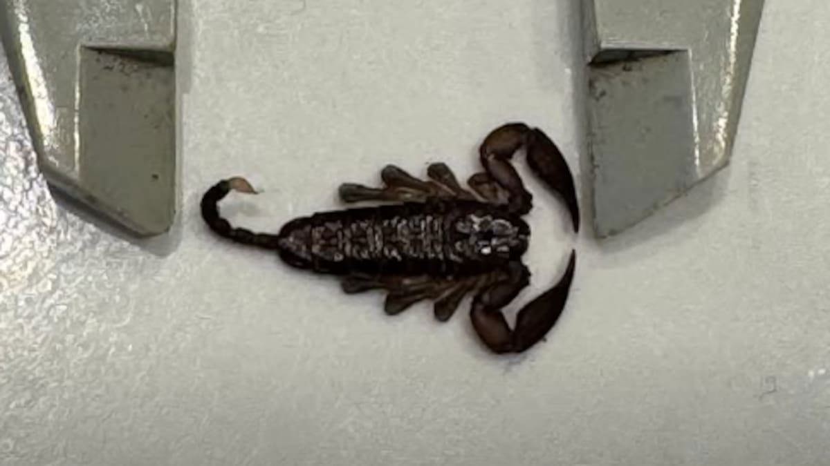 Biosecurity confirms Auckland scorpion find linked to overseas travel