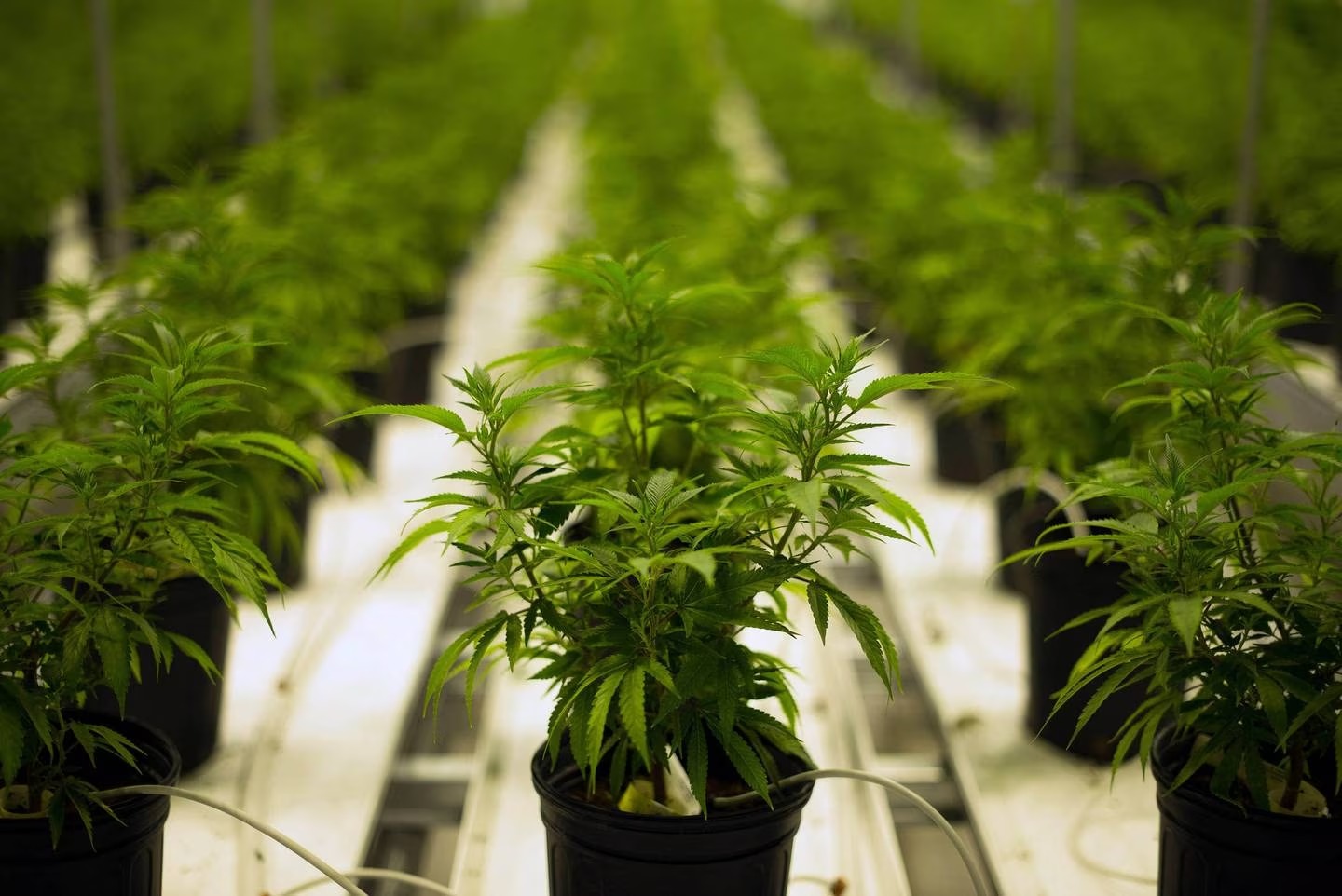 Helius Therapeutics' medicinal cannabis growing operation. Photo / Supplied