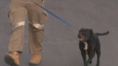 The dog dragged the girl into a yard during the attack. Photo / 9News