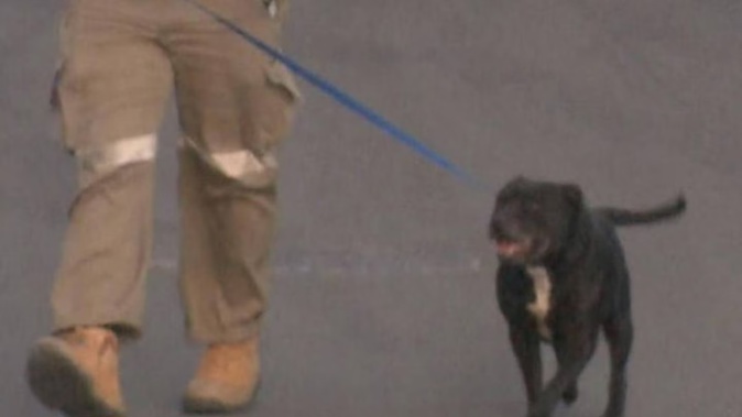 The dog dragged the girl into a yard during the attack. Photo / 9News