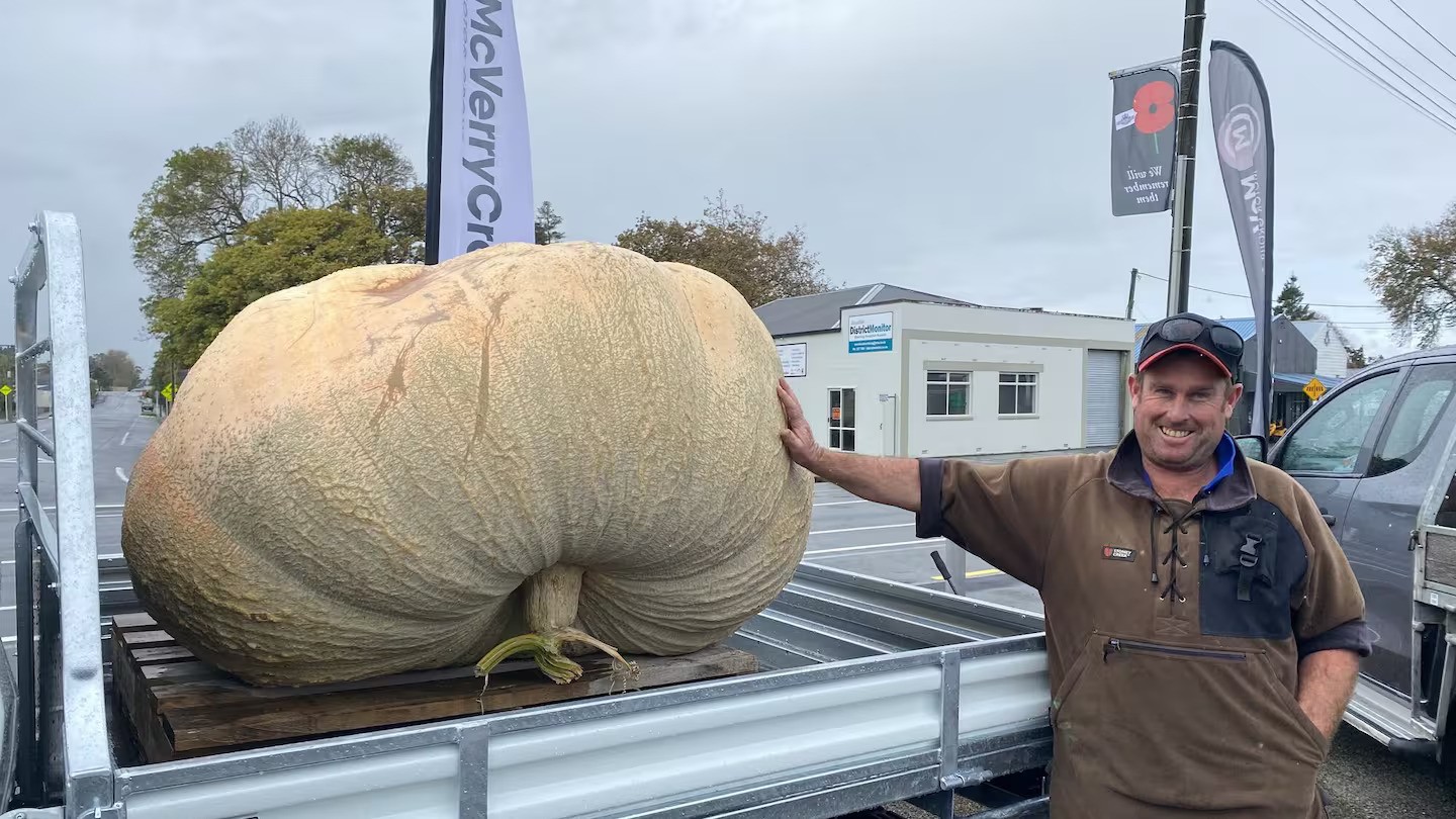 ‘You don’t see it every day’: Dairy farmer grows half-tonne pumpkin