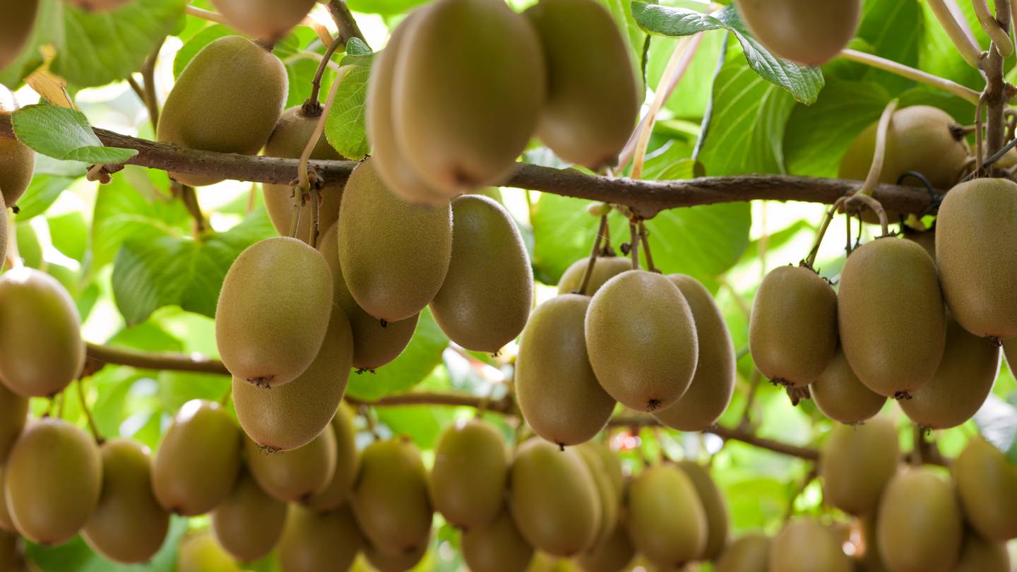 Kiwifruit orchards are a large employer in the Te Teko area. Photo / NZME