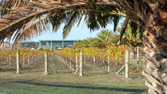 Elephant Hill, a Hawke's Bay winery started by a German businessman in 2001, is up for sale. Photo / Warren Buckland