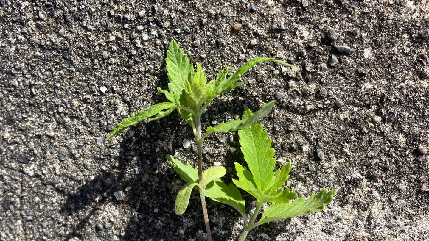 Marijuana seedlings found in the rose garden at Parliament. (Photo / Michael Neilson)