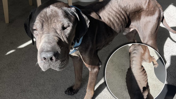 A dog removed from a Howick property last month, pictured shortly after it was uplifeted. The dog is now at the centre of an ownership dispute. Photo / Supplied