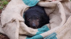 11 Tasmanian devils were introduced into the wild on the Australian mainland last year. (Photo / CNN)