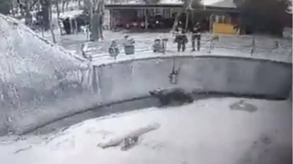 Mother drops toddler into zoo enclosure