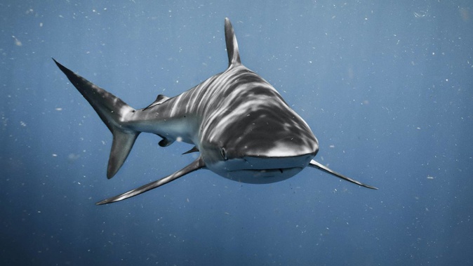 A bull shark swimming off the coast of Florida. Photo / Chase Baker, Unsplash