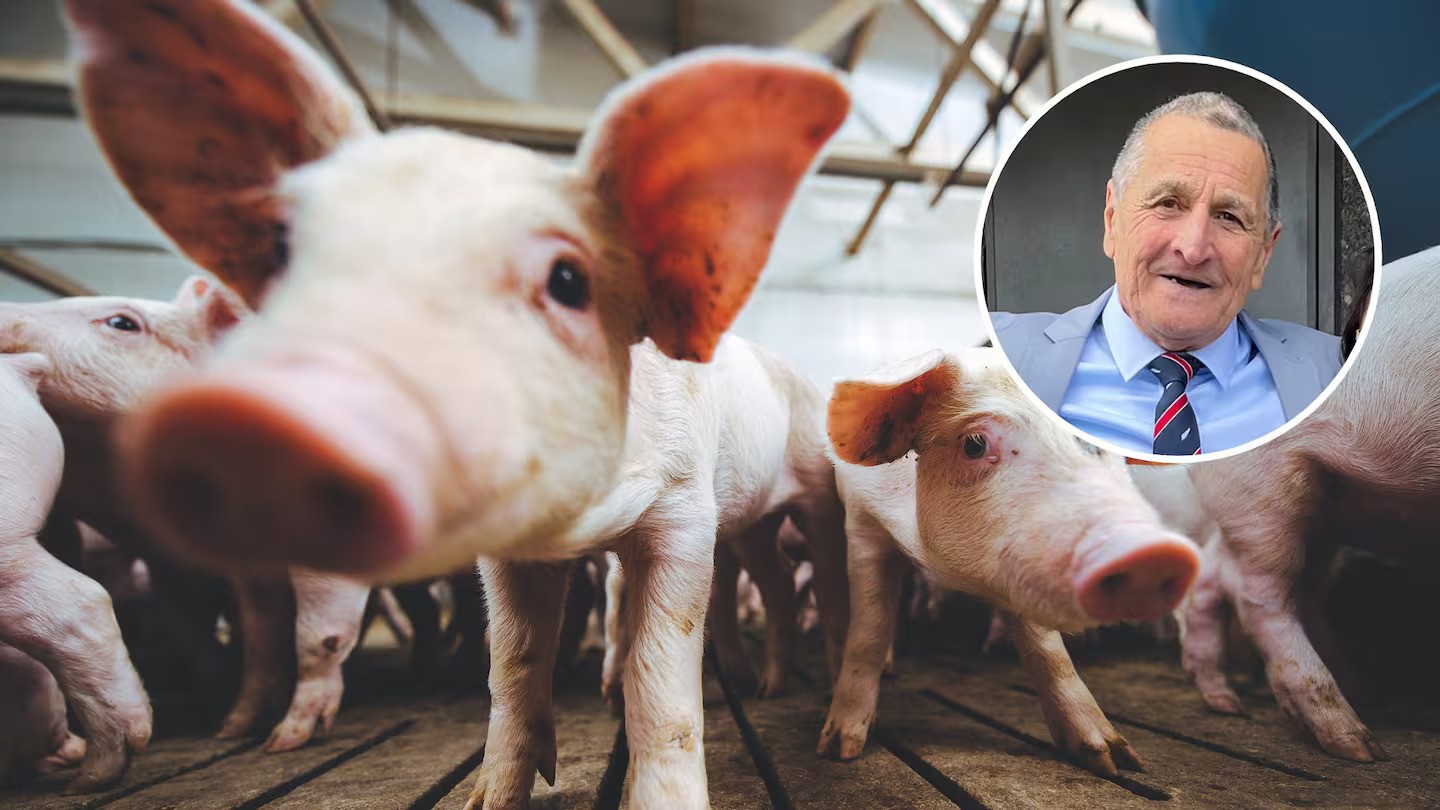 'They won't last long': Former All Black involved in illegal home-kill pig operation