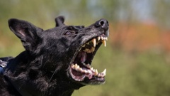 Dogs have been terrifying residents in Conifer Grove, south Auckland. Photo / 123RF