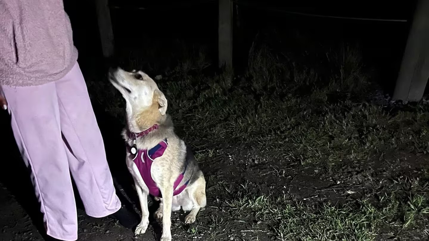 Dog swept into Canterbury river found safe after late-night rescue