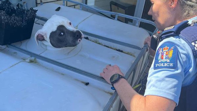 Tiny, a beloved pet and curious canine had somehow got his head wedged in the hole at the top of a 1000-litre tank that had been converted into a kennel. Photo / NZ Police