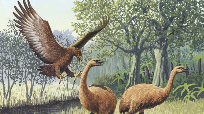 Moa - depicted here with a Haast's Eagle - were hunted to extinction soon after the arrival of humans. Illustration / John Megahan