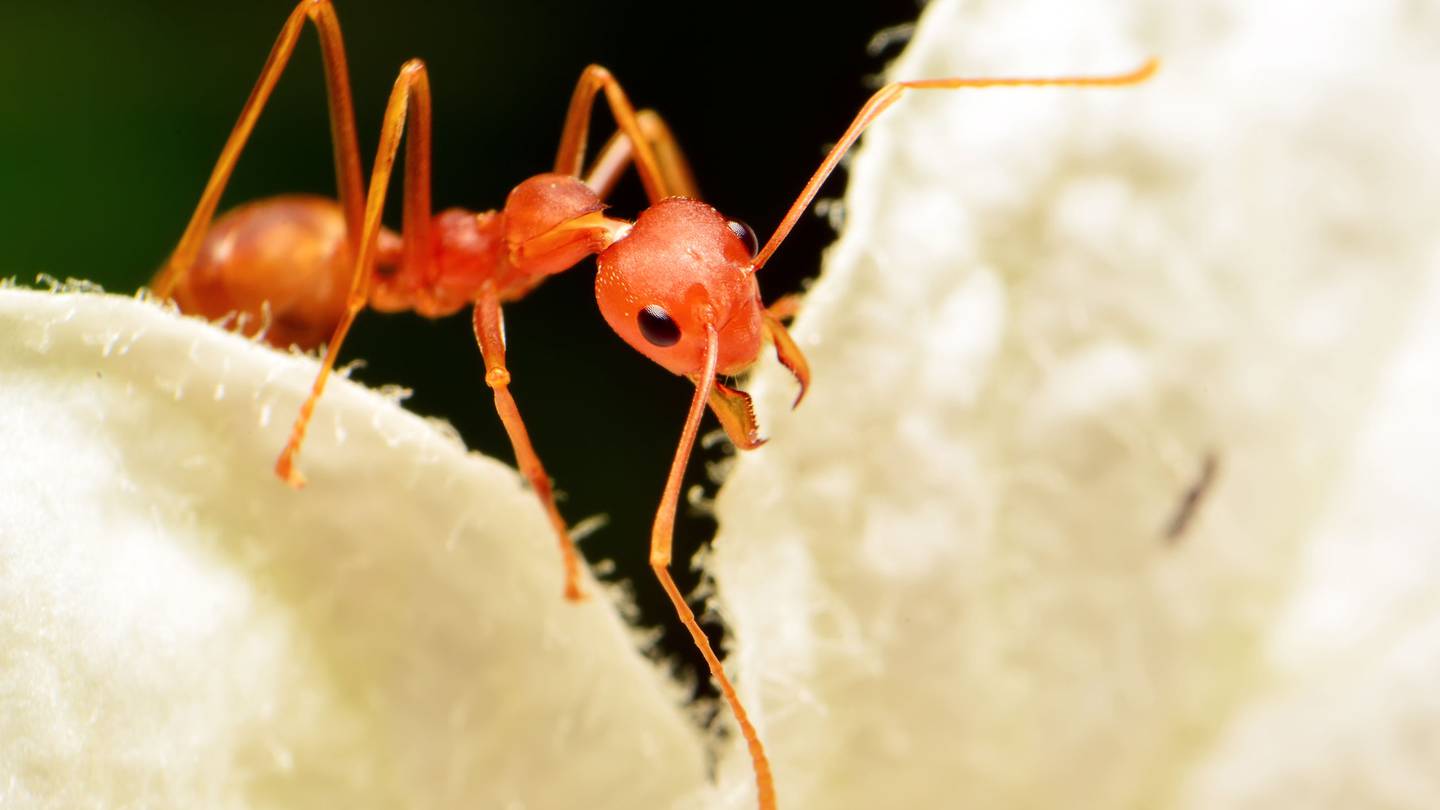 The woman was tied to a tree infested with poisonous ants. Photo / 123RF