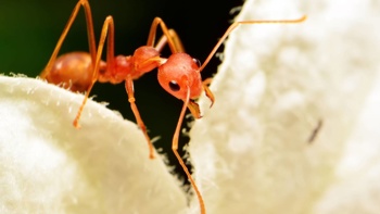 Australian Senate inquiry launched as imported fire ants pose health risk