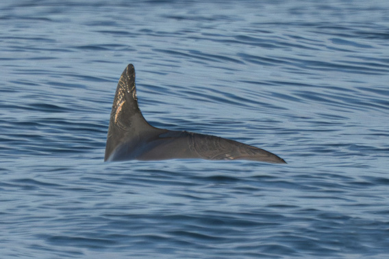 A vaquita marina swims in the Biosphere Reserve of the Upper Gulf of California and Colorado River Delta. Photo / Sea Shepherd Conservation Society via AP