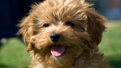 Guy Behan-Kitto was involved in a scam that sold fake puppies online. Photo / ThinkStock