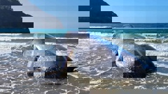 The sperm whale washed up at Matapaua Bay in October. Photo / Nick Kelly, Department of Conservation