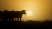 Ryan Bridge: We need more than agriculture to be successful