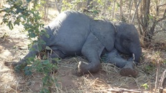 Dozens of African elephants died in Zimbabwe between August and November 2020. Chris Foggin