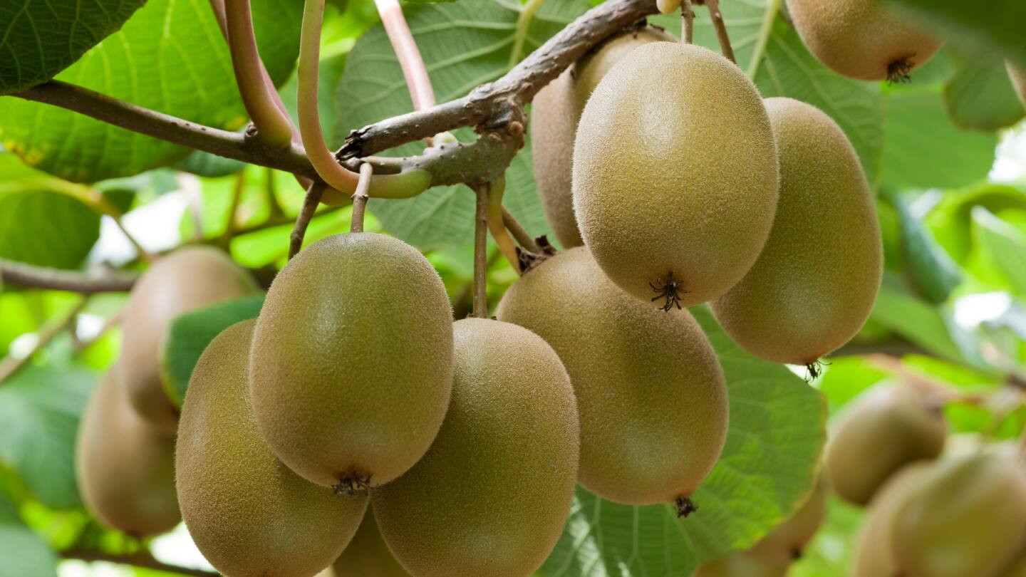 Emergency services were called to the Riverlock packhouse near Ōpōtiki about 12.15pm on Monday.