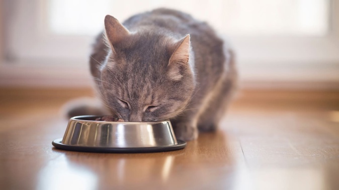 Cats can react to a new or different food. What can you do about it? Photo / 123RF