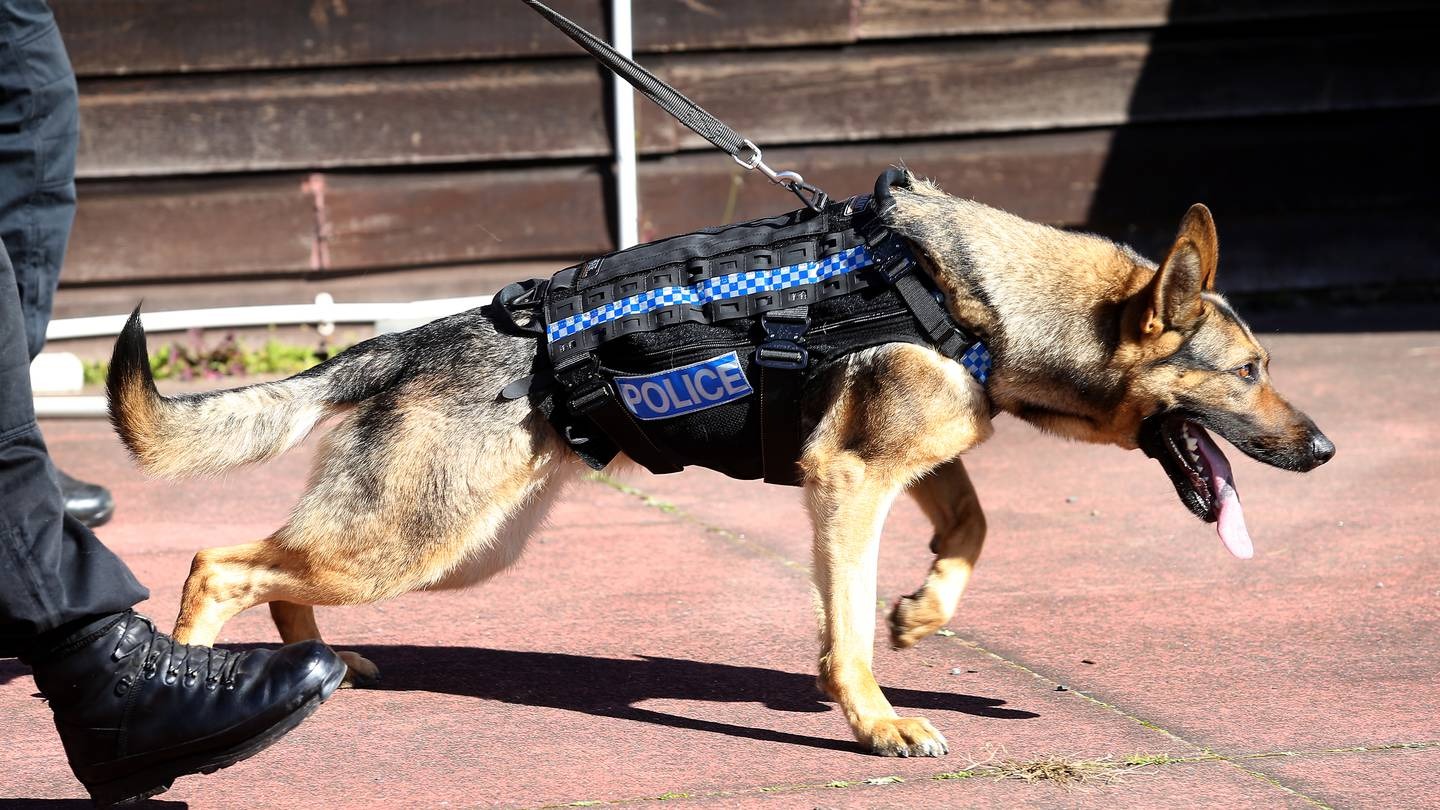 The police watchdog has ruled the decision of an officer to set his dog on the arm of a teenage offender for 30 seconds was justified. Photo / John Borren