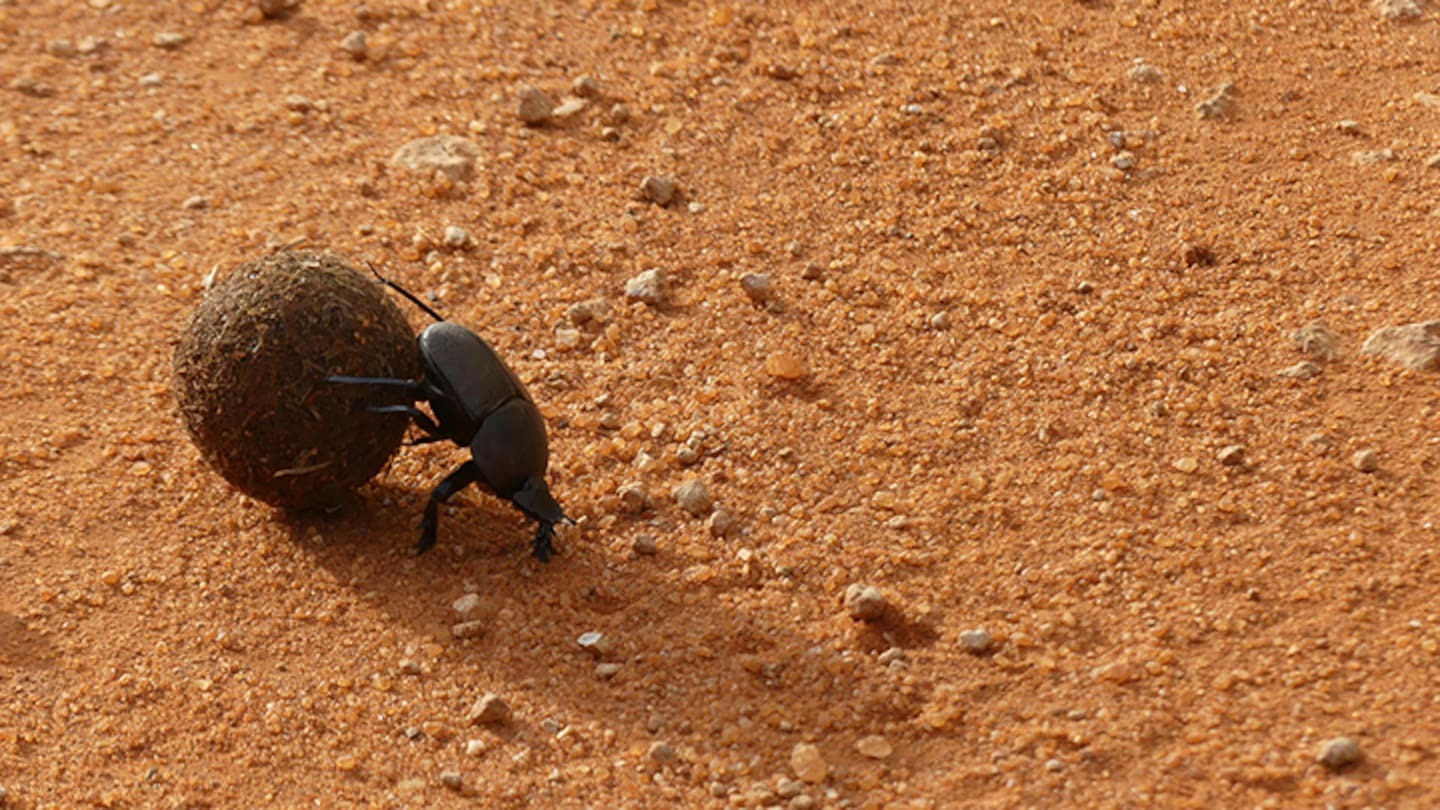 "We need all the boosting we can": Dung Beetle Innovations co-founder calls for Government funding