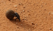 Dr Shaun Forgie says beetles can halve fertiliser bills by recycling manure. Photo / Stef Vanbroekhoven, Pexels