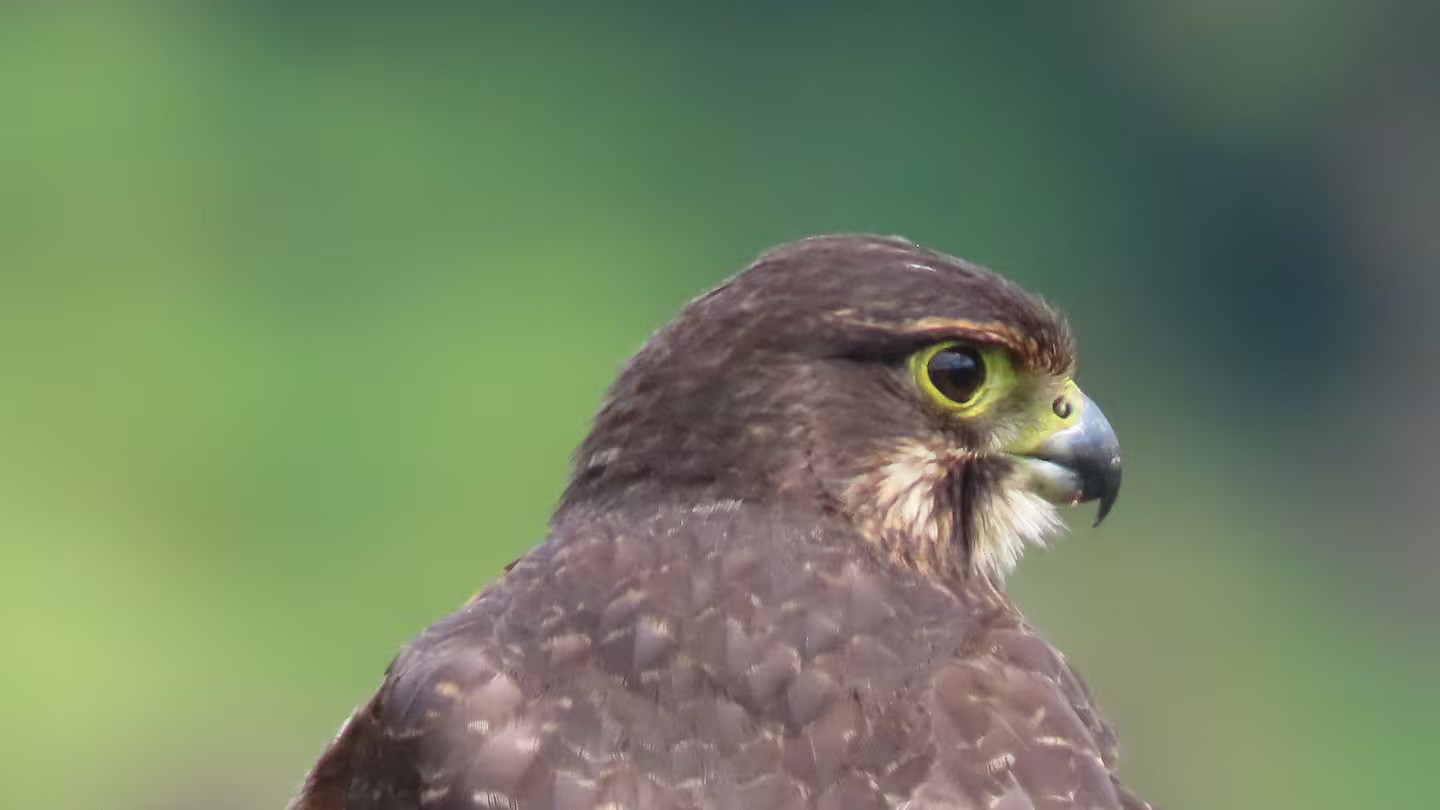People are being attacked on a popular bush walk by nesting kārearea/New Zealand falcons. Photo / Rod Dickson