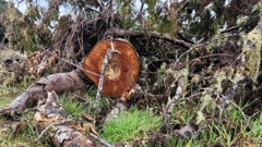 DoC is asking for the public's help after a spate of illegal tree felling in Pukeora Forest Park and Tongariro Forest Conservation Area. Photo / Supplied