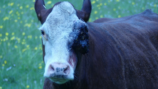 The owner of this Hereford cow, Kathryn Saunders, has been sentenced in the Nelson District Court for allowing it to suffer an agonising cancer in its eye. Photo/MPI