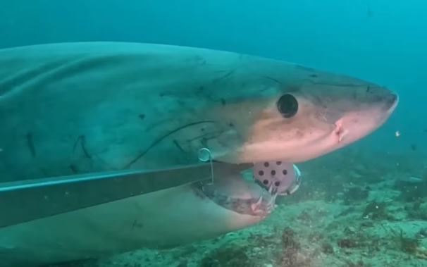 A great white shark was filmed eyeballing a camera set to record fish species in Fiordland. Photo / Department of Conservation - Sea Through Science