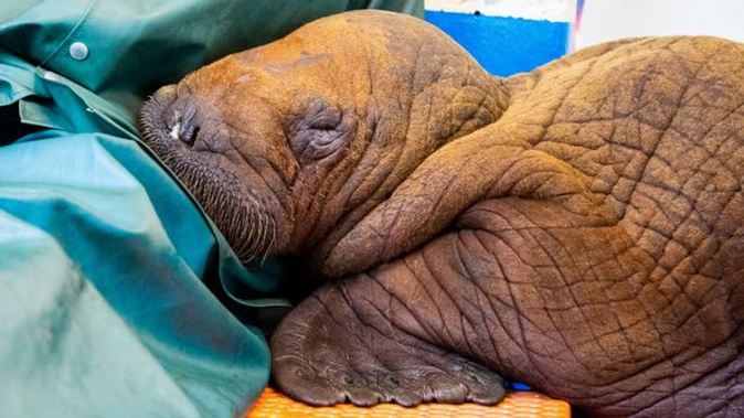 A Pacific walrus pup rests his head on the lap of a staff member after being admitted to theWildlife Response Program in Seward, Alaska. Photo / AP