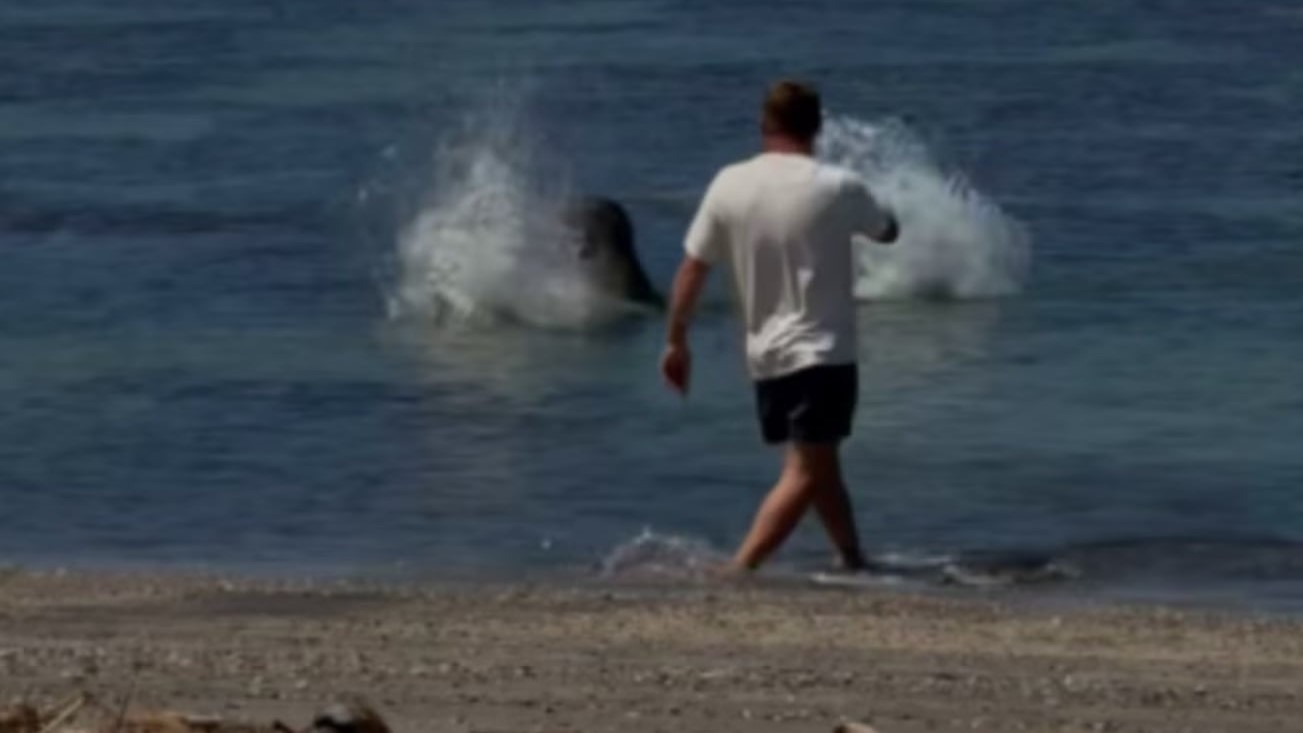Tourist who threw rock at Hawaiian seal attempts to justify the attack