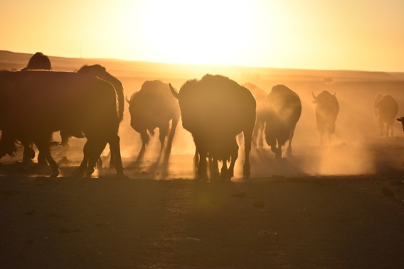 Bison awaiting transfer to Native American tribes walk in a herd inside a corral at Badlands National Park. Photo / AP
