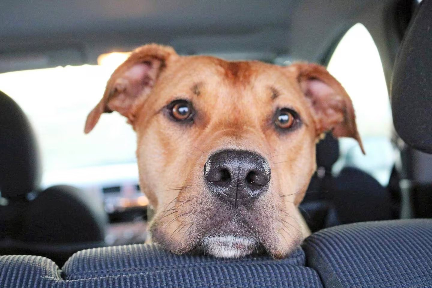 Family pet Sarge. Photo / LDR