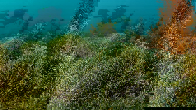 Capable of rapidly growing on the seafloor and smothering life, the bright-green exotic caulerpa seaweed's spread to several sites in Hauraki Gulf and the Bay of Islands has prompted fears of an environmental disaster for New Zealand.