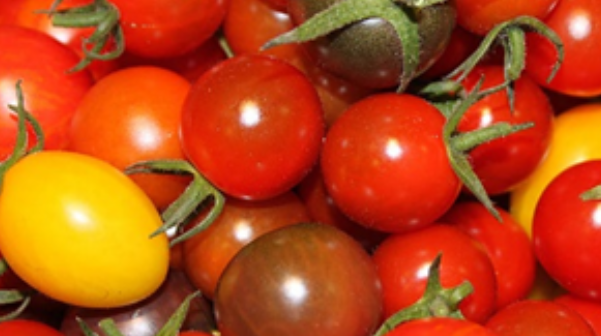 Ruud Kleinpaste: Tomatoes later in season