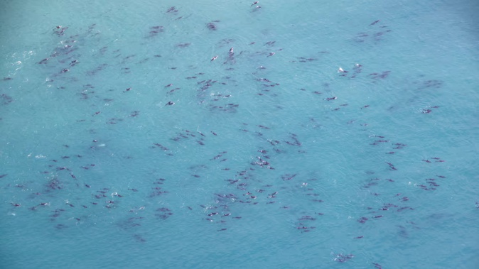 Christchurch pilot Chris Lierheimer spotted a pod of approximately 450 dolphins while flying over the Kaikoura coast. Photo / Chris Lierheimer