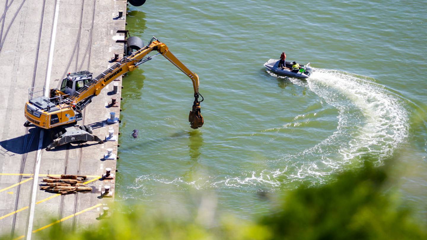 An excavator clears logs from Napier Port on Wednesday morning. Photo Paul Taylor