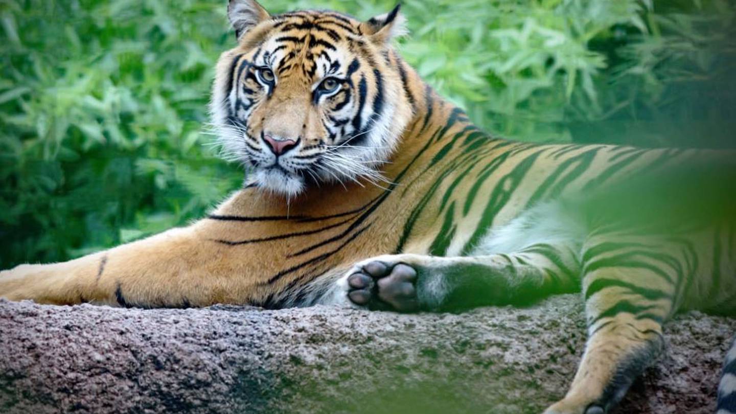 Sumatran tiger Zayana at Auckland Zoo. Photo / Auckland Zoo