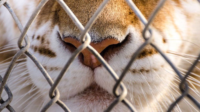 An incident with a lion proved fatal for a boy. Photo / Getty Images