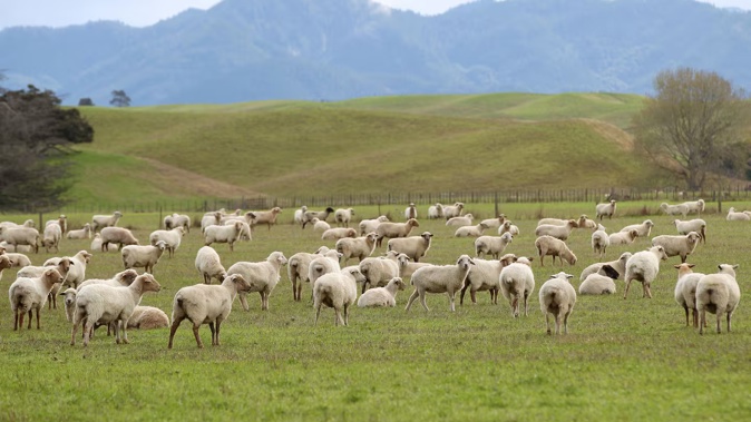 Foot-and-mouth affects cloven-hoofed animals including cows, pigs, sheep, goats, deer, and alpaca. Photo / Duncan Brown